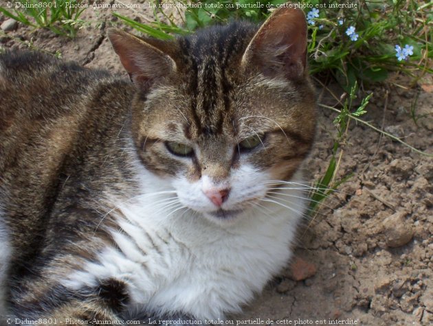 Photo de Chat domestique