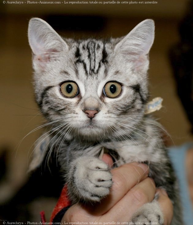 Photo de British shorthair