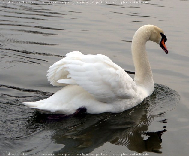 Photo de Cygne