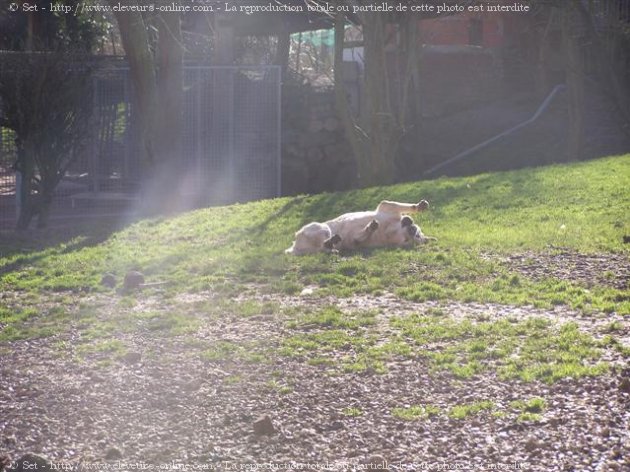 Photo de Labrador retriever