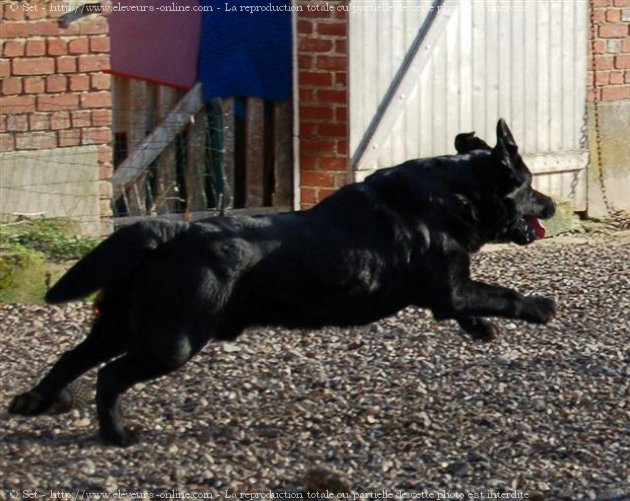 Photo de Labrador retriever