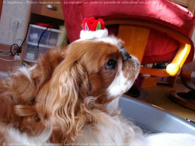 Photo de King charles spaniel