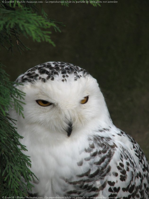 Photo de Harfang des neiges