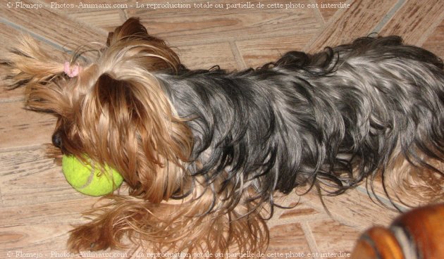 Photo de Yorkshire terrier