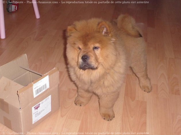 Photo de Chow chow