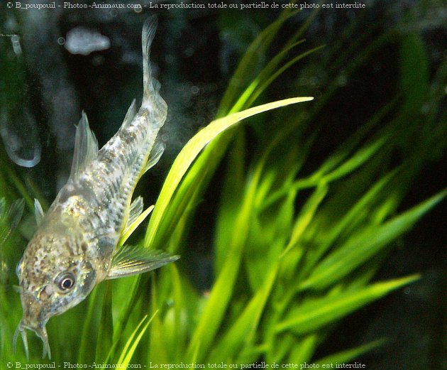 Photo de Poissons exotiques