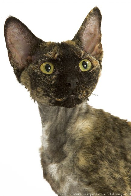 Photo de Devon rex