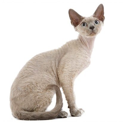 Photo de Devon rex