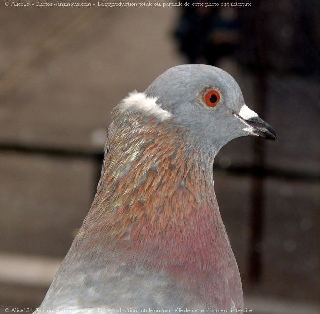 Photo de Pigeon