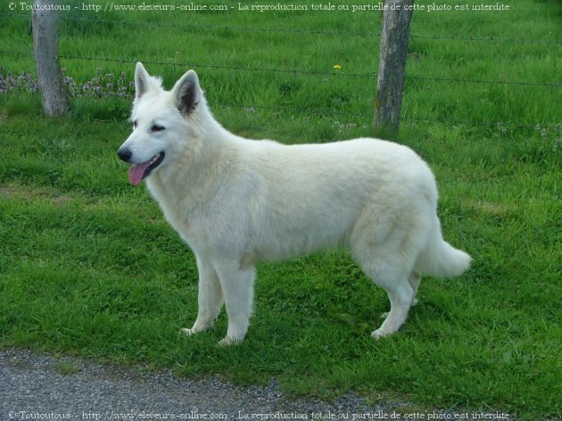 Photo de Berger blanc suisse