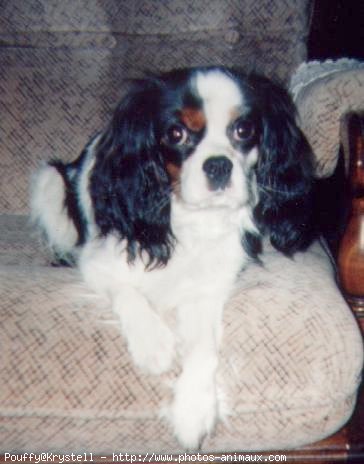 Photo de Cavalier king charles spaniel