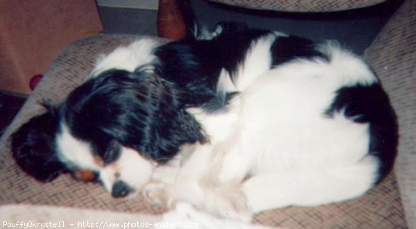 Photo de Cavalier king charles spaniel