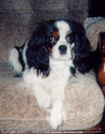 Photo de Cavalier king charles spaniel