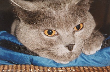 Photo de Chartreux