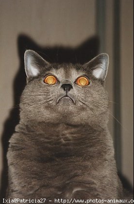 Photo de Chartreux