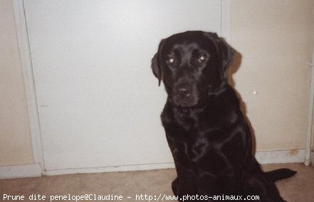 Photo de Labrador retriever