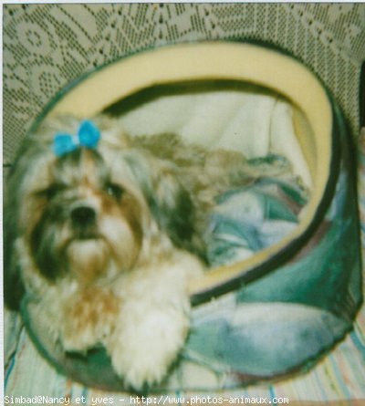 Photo de Shih tzu