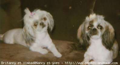 Photo de Shih tzu