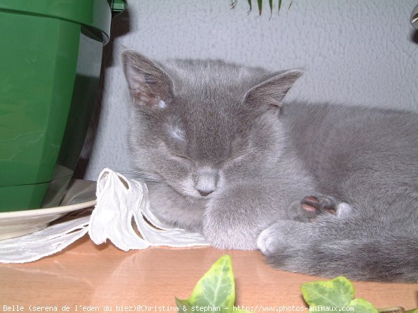 Photo de British shorthair