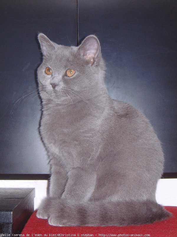 Photo de British shorthair