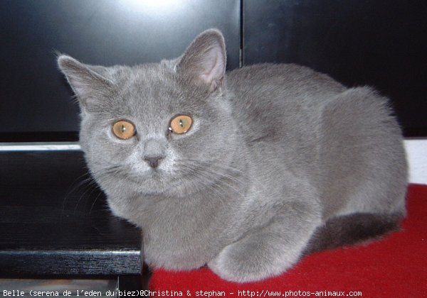 Photo de British shorthair