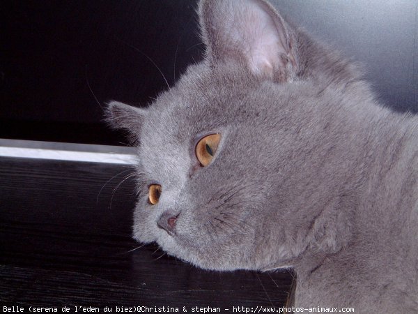 Photo de British shorthair