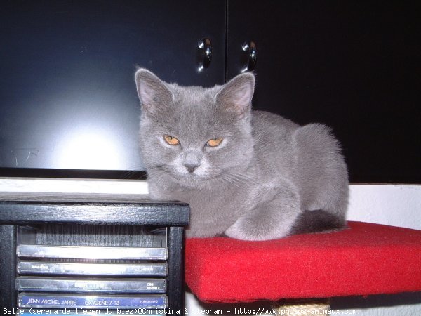 Photo de British shorthair