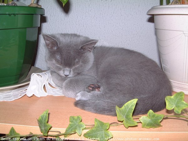 Photo de British shorthair