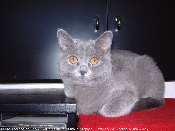 Photo de British shorthair