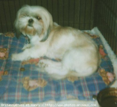 Photo de Shih tzu