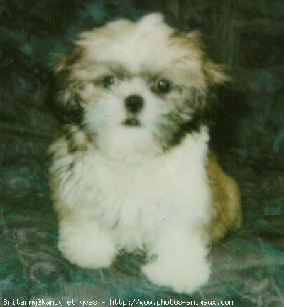 Photo de Shih tzu