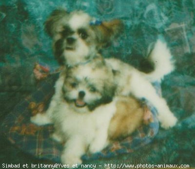 Photo de Shih tzu