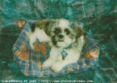 Photo de Shih tzu