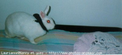 Photo de Lapin