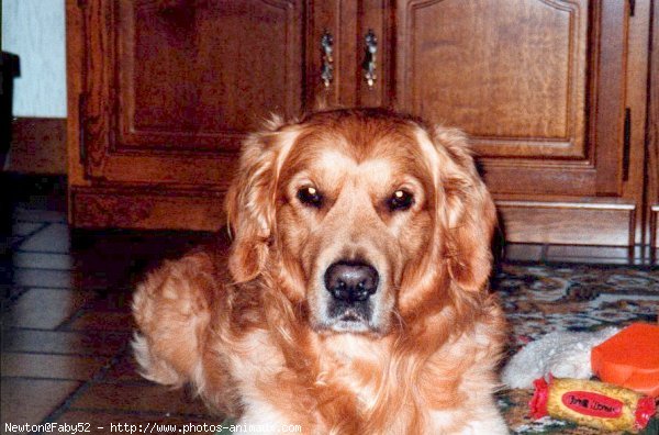 Photo de Golden retriever