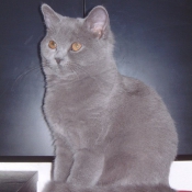 Photo de British shorthair