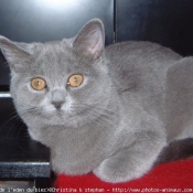 Photo de British shorthair