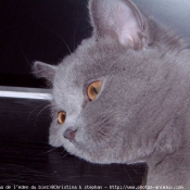 Photo de British shorthair