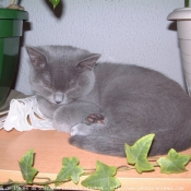 Photo de British shorthair