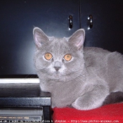 Photo de British shorthair