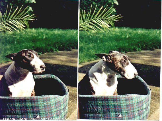 Photo de Bull terrier miniature