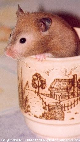 Photo de Hamster