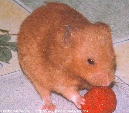 Photo de Hamster