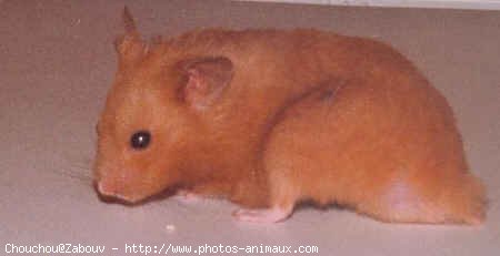 Photo de Hamster