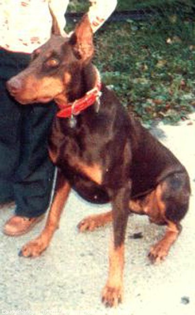 Photo de Dobermann