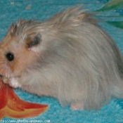 Photo de Hamster