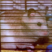 Photo de Hamster