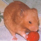 Photo de Hamster