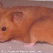 Photo de Hamster