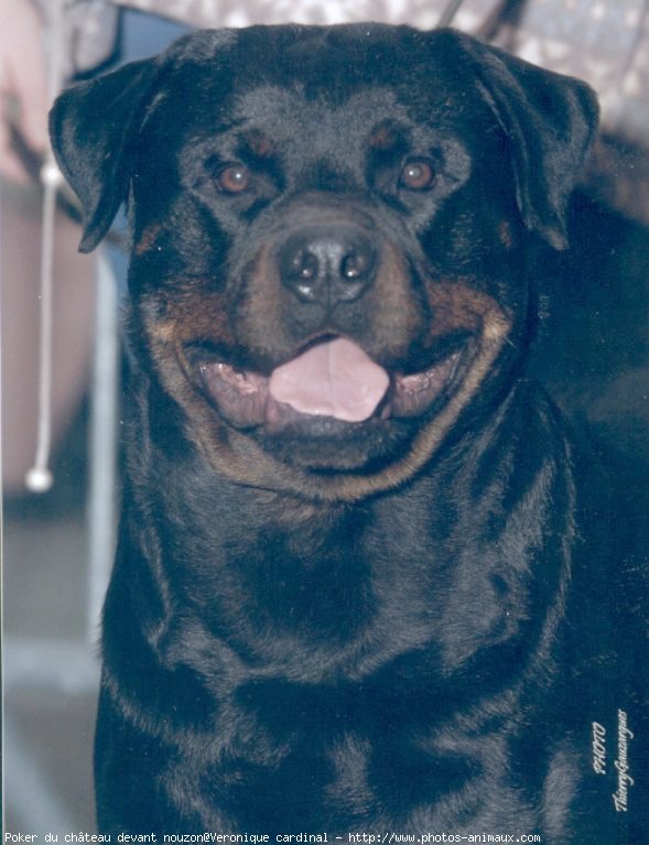 Photo de Rottweiler